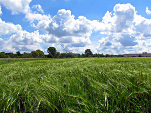 Картинка природа поля облака лето урожай поле