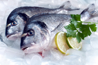 Картинка еда рыба +морепродукты +суши +роллы свежая лед лимон