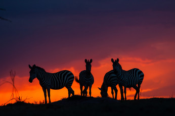 обоя животные, зебры, саванна, закат, африка