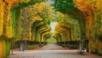 Картинка природа парк скамейки аллея листопад осень