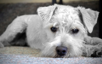 Картинка фокс-терьер животные собаки close-up cute animals puppy крупный план милые щенок домашние white dog