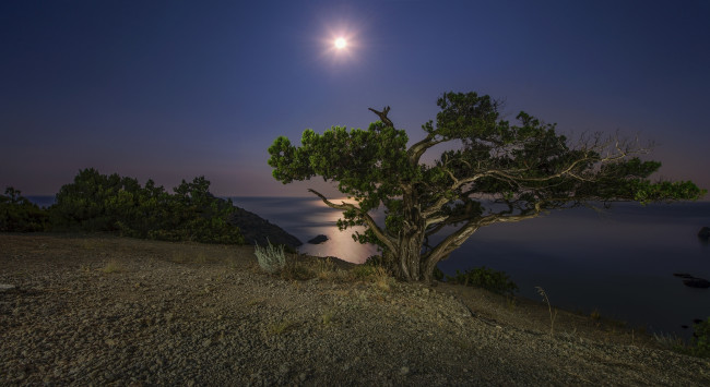 Обои картинки фото природа, побережье, небо, луна, море, обрыв, дерево