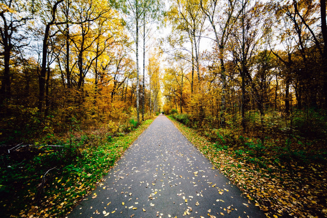 Обои картинки фото природа, дороги, осень, дорога, листопад