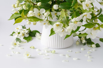 Картинка цветы жасмин букет весна ваза
