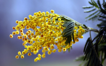 Картинка цветы мимоза первоцветы