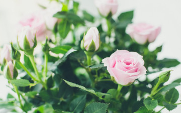 Картинка цветы розы букет нежные розовые красивые