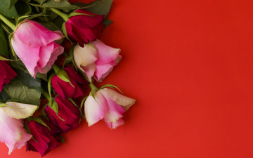 Картинка цветы розы красный фон букет