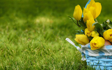 Картинка цветы тюльпаны трава природа корзинка
