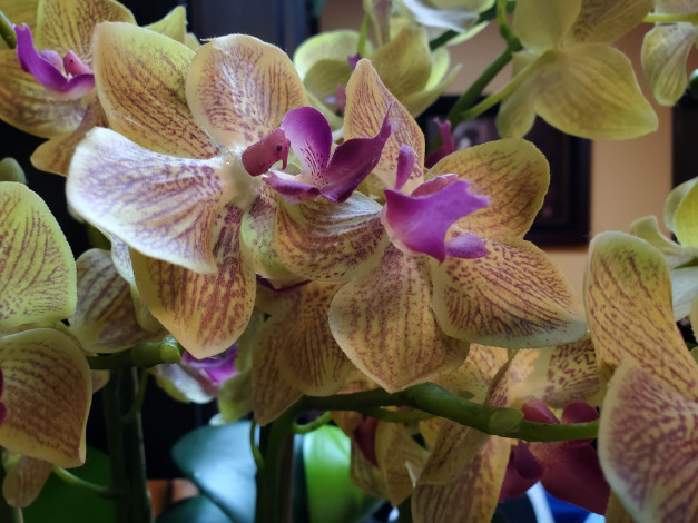 Обои картинки фото цветы, орхидеи, пестрый