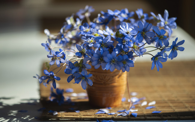 Обои картинки фото цветы, анемоны,  сон-трава, букет, ваза, синие, анемонов