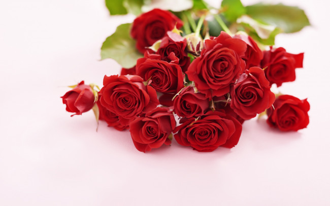 Обои картинки фото цветы, розы, букет, красные
