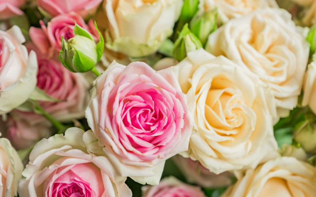 Обои картинки фото цветы, розы, букет, розовые, бежевые