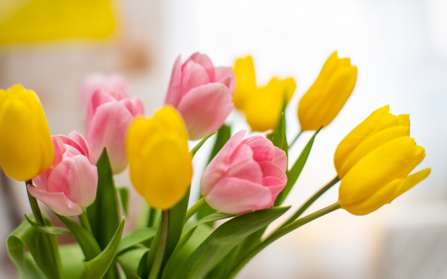 Обои картинки фото цветы, тюльпаны, букет, желтые, розовые