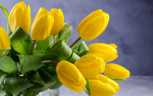 Обои картинки фото цветы, тюльпаны, фон, букет, желтые, красивые