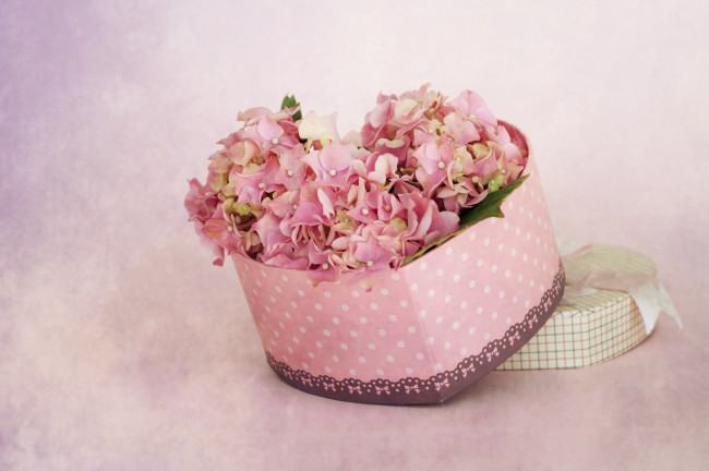 Обои картинки фото цветы, гортензия, коробка, розовые, сердечко