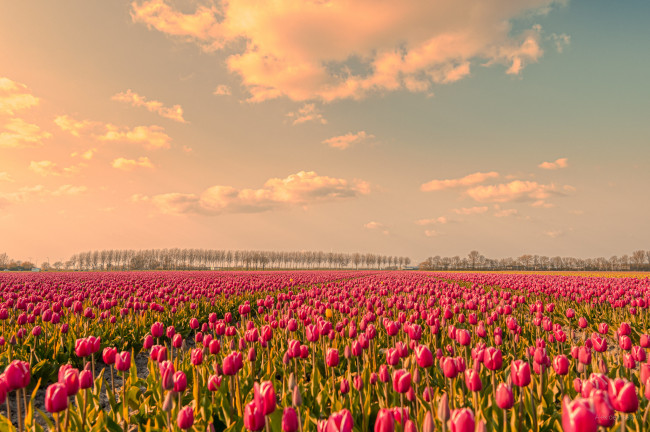 Обои картинки фото цветы, тюльпаны, поле, весна