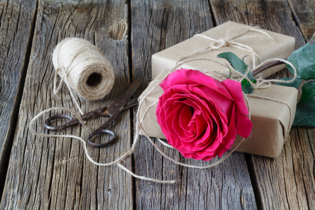 Обои картинки фото цветы, розы, роза, нитки, ножницы