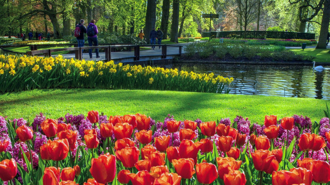 Обои картинки фото keukenhof flower park, netherlands, природа, парк, keukenhof, flower, park