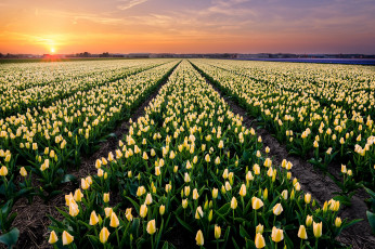 обоя цветы, тюльпаны, поле, небо, солнце, рассвет, весна, желтые, бутоны, много, ряды, плантация