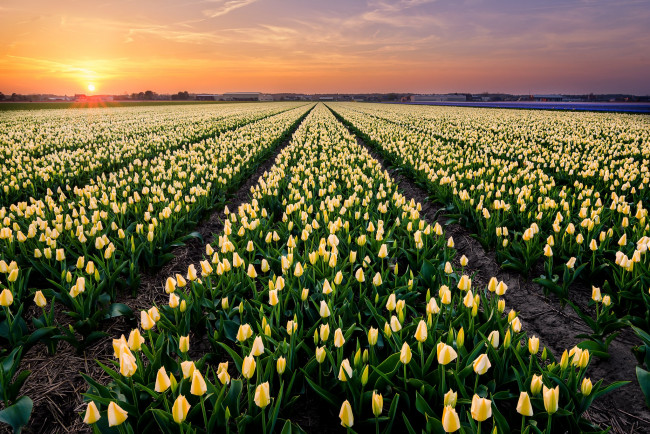 Обои картинки фото цветы, тюльпаны, поле, небо, солнце, рассвет, весна, желтые, бутоны, много, ряды, плантация