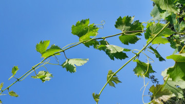 Картинка природа листья виноград