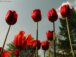 обоя кровавые, тюльпаны, мемориала, цветы