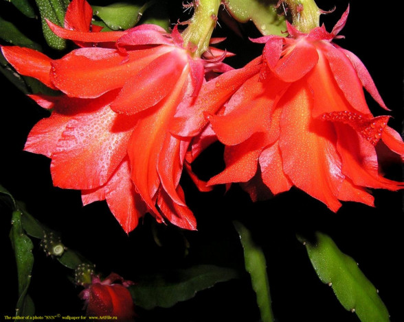 Обои картинки фото цветы, кактусы
