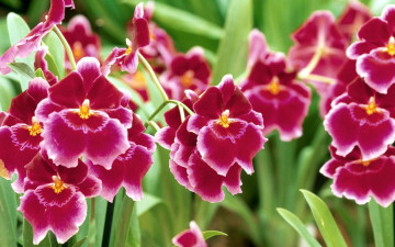 Картинка pansy orchid цветы орхидеи