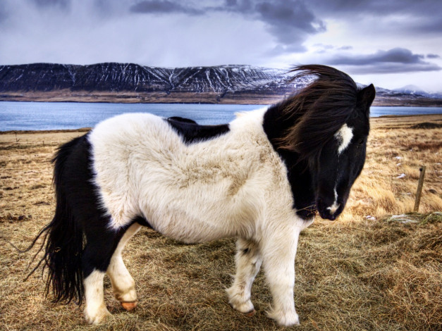 Обои картинки фото icelandic, sheepdog, животные, лошади
