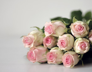 Картинка цветы розы бледно-розовые