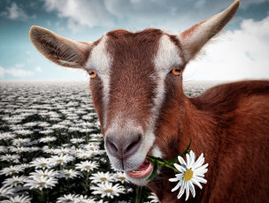 Картинка животные козы ромашка