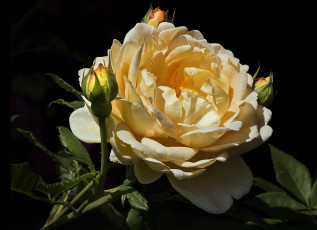 Картинка цветы розы бутоны большой желтый