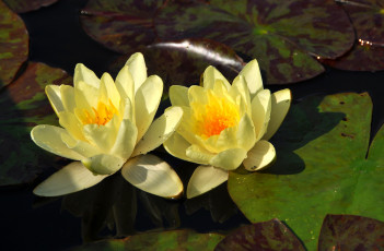 Картинка цветы лилии водяные нимфеи кувшинки желтый пара вода