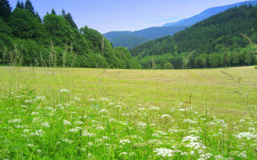 Картинка природа луга лето деревья горы цветы трава луг