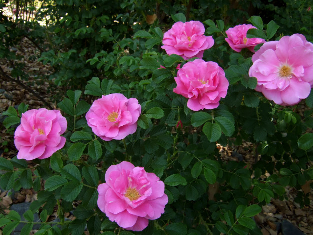 Обои картинки фото цветы, розы, розовые, куст