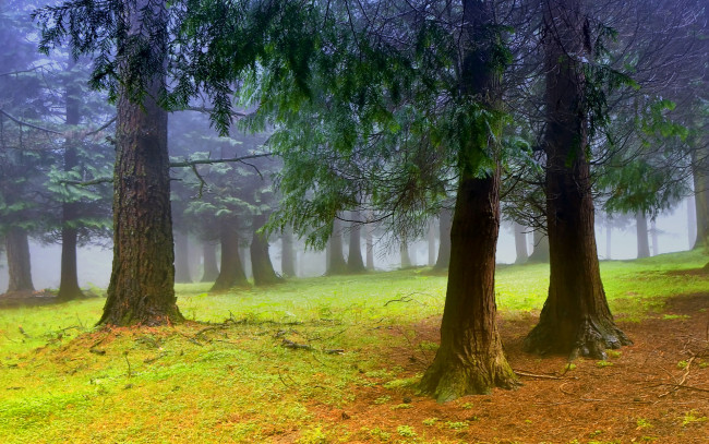 Обои картинки фото природа, деревья, лес, дымка, утро, туман