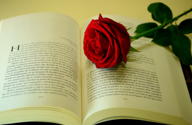 Обои картинки фото цветы, розы, строки, страницы, цветок, книга