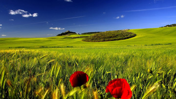 Картинка природа поля холм горизонт облака маки рожь поле