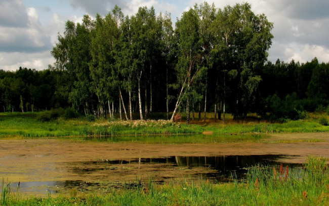 Обои картинки фото природа, лес, березы, тина, осока, река
