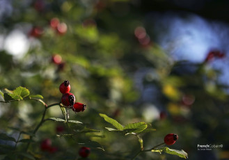 Картинка природа Ягоды макро листья ветка