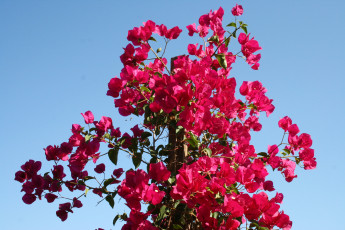 Картинка цветы бугенвиллея красный ветки бугенвилья
