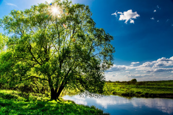 Картинка природа деревья крона солнце