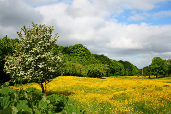 Картинка природа пейзажи весно германия лес трава цветы лужайка