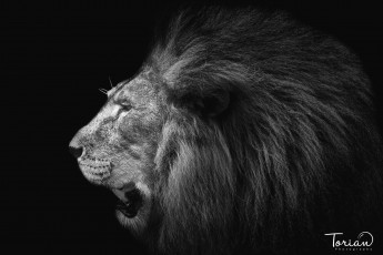 Картинка животные львы профиль