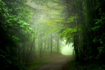 Картинка природа дороги лето туман лес