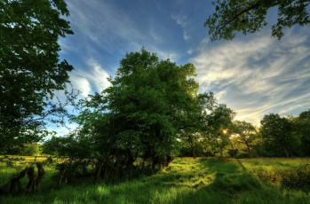 Картинка природа деревья дерево трава луг