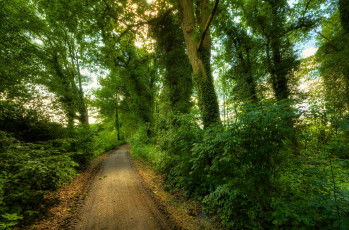 Картинка природа дороги лес дорога плющ