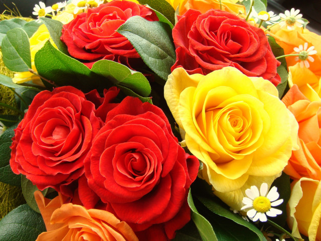 Обои картинки фото цветы, розы, желтый, красный