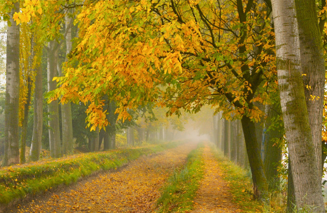 Обои картинки фото природа, дороги, туман, парк, осень