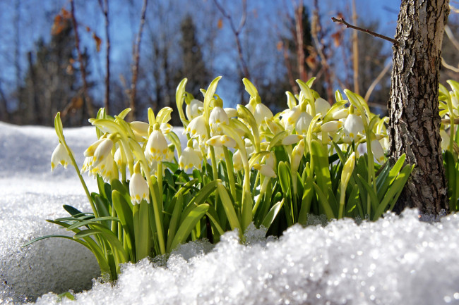 Обои картинки фото цветы, подснежники,  белоцветник,  пролески, снег, белоцветник